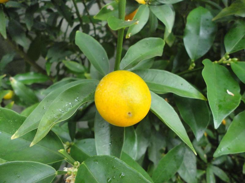 キンカン*おかず・8月1日(土)