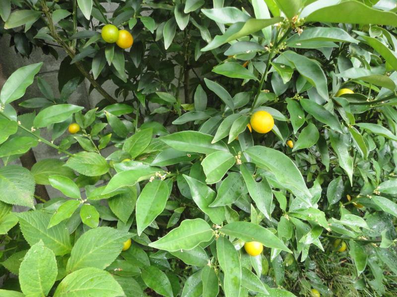 キンカン*おかず・8月1日(土)