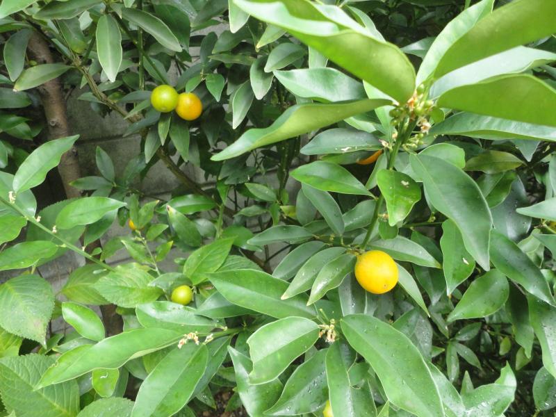 キンカン*おかず・8月1日(土)