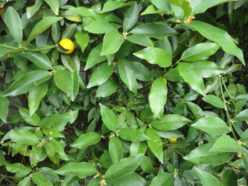 キンカン*おかず・8月1日(土)