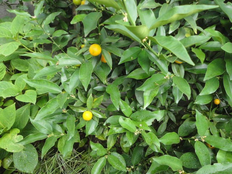 キンカン*おかず・8月1日(土)